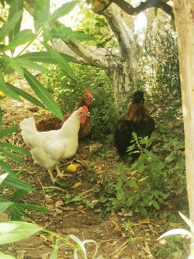 Trenasse Konuk evi Marsala Dış mekan fotoğraf